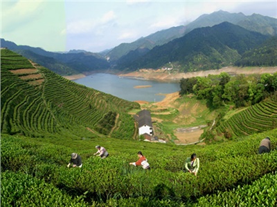 湘益茯茶 益陽(yáng)名片——湘益茯茶即將亮相第三屆中國湖南·安化黑茶文化節